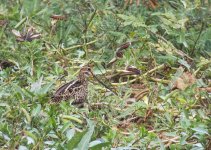 Pin-tailed Snipe.jpg