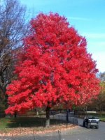 Red Maple.jpg