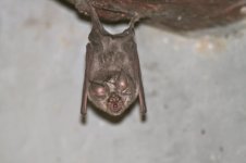 Serengeti bat species 1.jpg