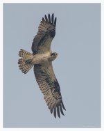 Osprey%20-%20Chongming%20%233-X2.jpg