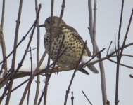 Mistle Thrush.jpg