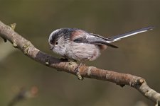 Long Tail Tit03032014Clara Vale N.jpg