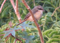 IMG_2268 Brown Shrike @ Tai O.jpg