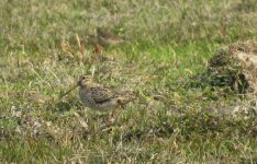 IMG_2297 Swintail Snipe @ Pui O.jpg