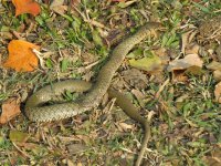 IMG_2317 Checkered Keelback (roadkill).jpg