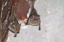 Serengeti bat 3.jpg