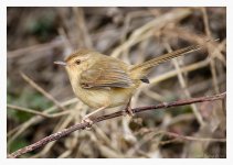 Plain%20Prinia%20-%20Chongming%20%232-XL.jpg