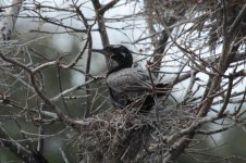 Neotropic Cormorant fl 1.jpg