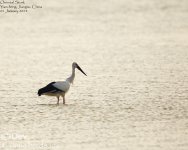 Stork,Oriental_003.jpg