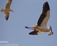 Stork,Oriental_008.jpg