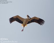 Stork,Oriental_007.jpg