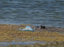 Cotton Pygmy Goose_Ash Shuwaymiyyah_050114a.jpg