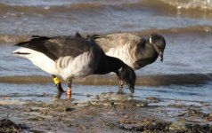 Brent Geese -  Carnarvon 12th November 2013.jpg