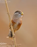 Parrotbill,Reed_006.jpg