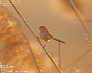 parrotbill,vinous_throated_003.jpg