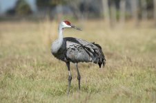 Sandhill Crane fl 1.jpg