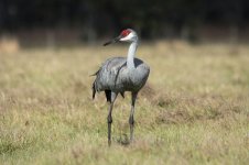 Sandhill Crane fl 2.jpg