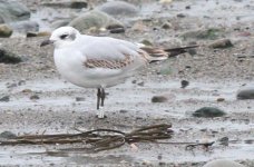 First ringed Med Gull.jpg