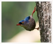 Velvet%20Nuthatch%20%40%20Sepilok%20%236b-X2.jpg