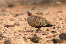 BBSandgrouse Fuerte (Small).jpg