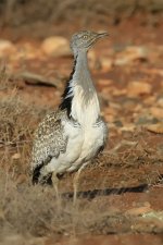 Houbara3 (Small).jpg