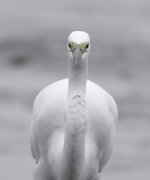 great egret breed DB GH3 S30mm stx95_1170743.jpg