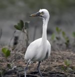 intermediate egret DB GH3 S30mm stx95 c_1170664.jpg