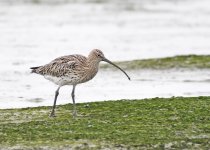 eurasian curlew DB GH3 S30mm stx95_1170704.jpg