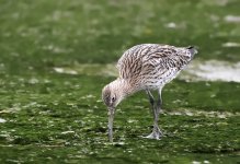 eurasian curlew GH3 stx95 tlsapo c_1180093.jpg