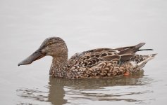 northern shovelers F DB GH3 100-300mm 600mm_1190071.jpg