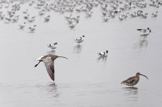 eurasian curlew flight DB GH3 100-300mm 480mm_1180370.jpg