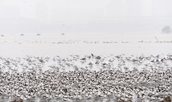 gulls avocets GH3 100-300mm_1190759.jpg