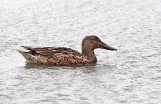 northern shoveler F DB GH3 nik300mm _1180603.jpg