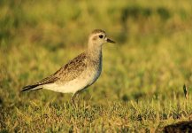 American goledn Plover 2.JPG