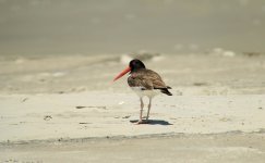 American Oystercatcher.JPG