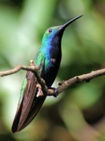 Black throated Mango male 2.JPG