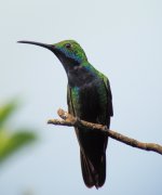 Black throated Mango male.JPG