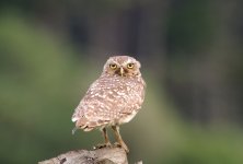 Burrowing Owl 3.JPG