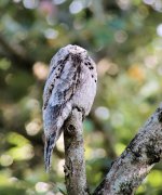 Common Potoo.JPG