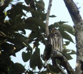 Ferruginous Pygmi Owl.JPG