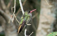 Gilded Hummingbird (2).JPG