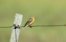 Grassland yellow Finch.JPG