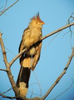 Guira Cuckoo.JPG