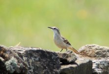 Long tailed cinclodes.JPG