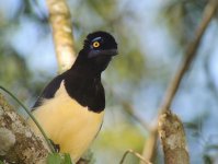 Plush crested Jay.JPG