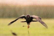 Snail Kite.JPG