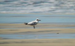 Snowy crowned Tern.JPG