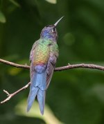 Swallow tailed Hummingbird.JPG