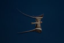 Pennant-Winged-Nightjar-12.1.jpg