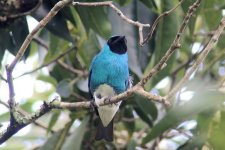 Swallow Tanager.JPG